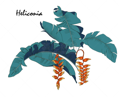 海里康属,华丽的,纺织品,壁纸,植物群,植物,夏天,阿罗哈,复古,花