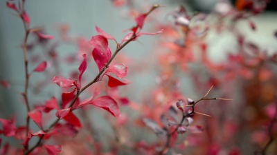 焦点 微光下的红色小花园树