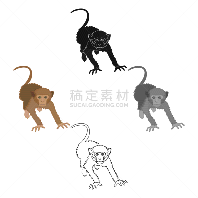 猴子,热带雨林,哺乳纲,野外动物,分离着色,食草动物,自然,动物园,图像,灵长目