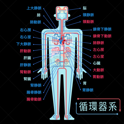 简单,绘画插图,日本,心血管系统,黑色背景,部分,品牌名称,生物学,日语,脑部