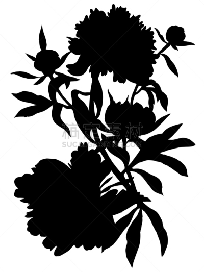 牡丹,花头,墨水,黑色,华丽的,背景分离,仅一朵花,复古风格,古典式,阴影