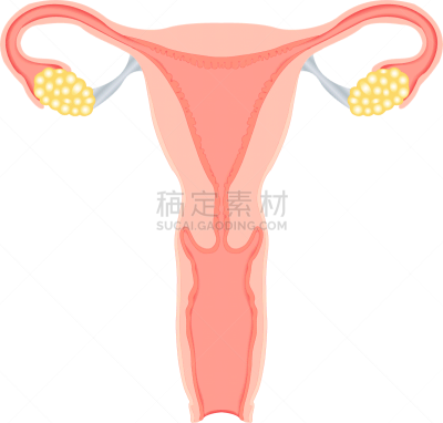 人类的生殖器官,女性,宫颈巴氏涂片,子宫颈,卵巢,人,女人