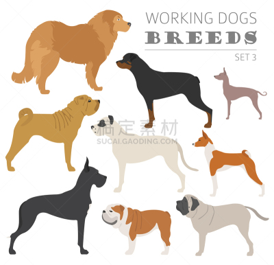 分离着色,狗,纯种犬,梗犬,纽芬兰,图像,沙皮狗,杜宾犬,牛头梗,收集