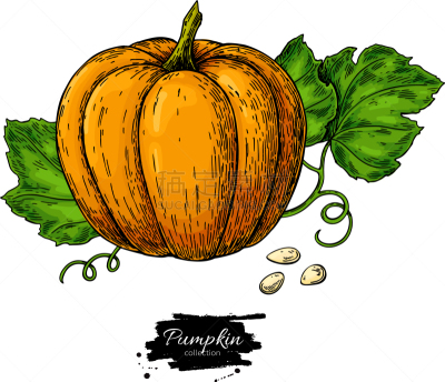 pumpkin drawing set isolated hand drawn