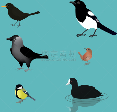 鸟类,可爱的,鹪鹩,小的,黑鸭,矢量,褐色,寒鸦,收集,唱