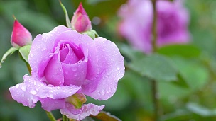 美丽的粉红色玫瑰和落下的雨滴。