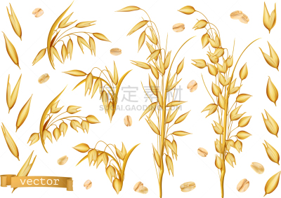 植物群,燕麦,燕麦片,三维图形,图标集,秋天,黄色,白色背景,黄金,写实