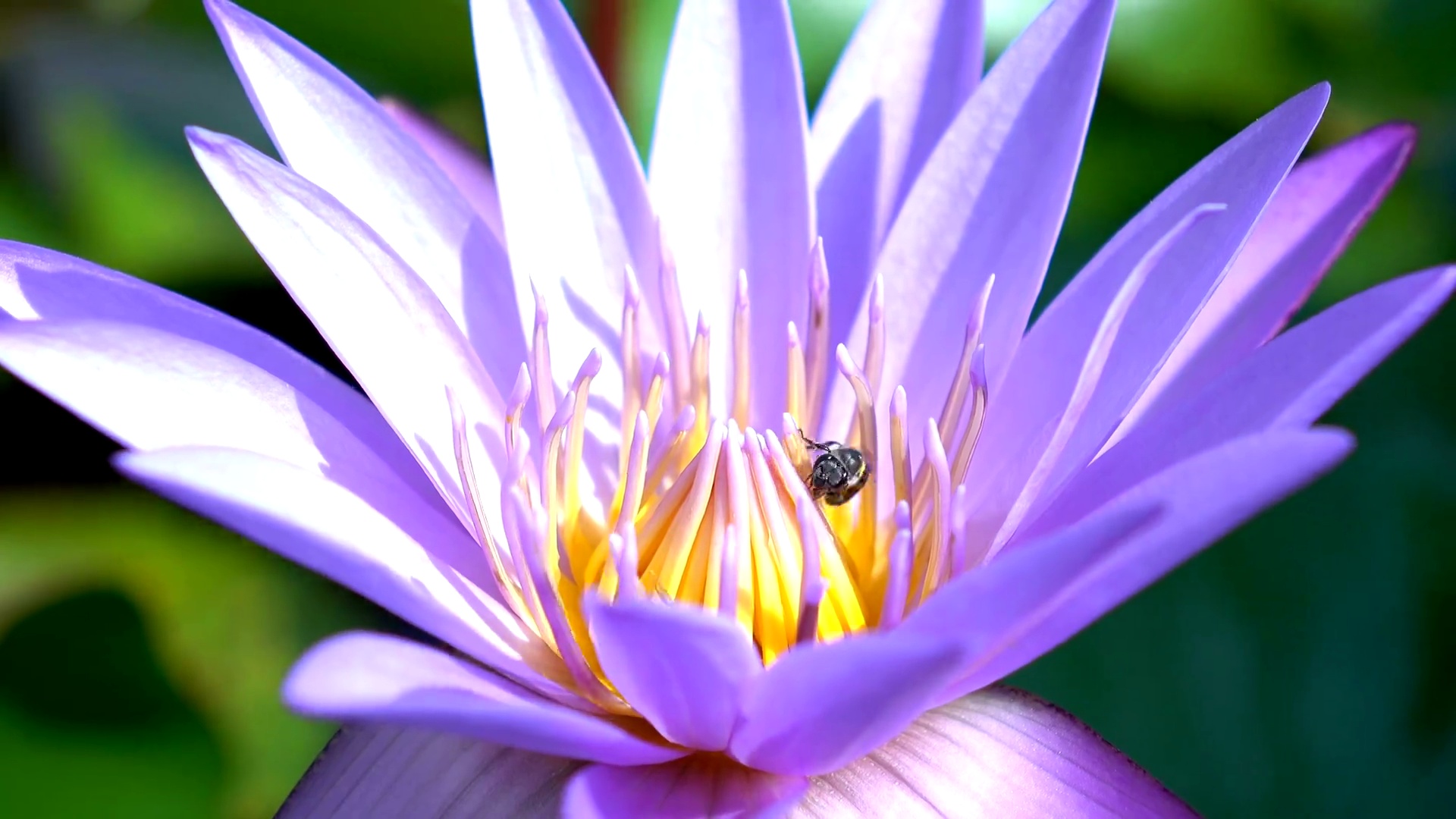 蜜蜂为莲花授粉 视频