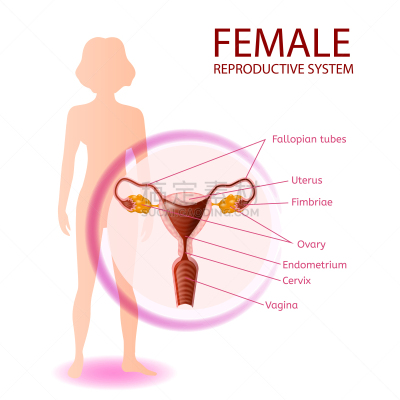 女性生殖系统,卵巢,白色,生物学,健康保健,人,图表,阴谋