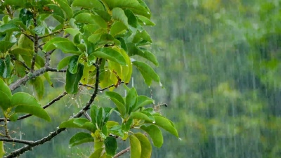 雨滴落在鳄梨树上
