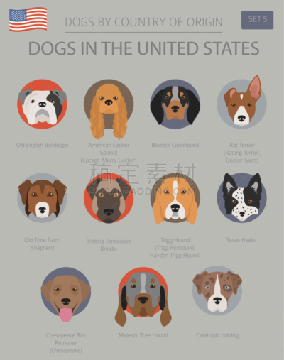 狗,美国,美国狗,泰迪熊,纯种犬,肖像,牧羊犬,鼠猎犬,动物,美国比特斗牛犬