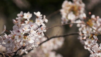 东京的樱花