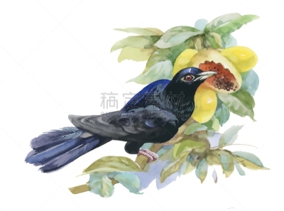 水彩画,热带水果,热带鸟,鸡尾酒,自然,热带雨林,食品,图像,花朵,植物群