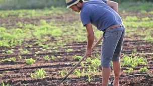 有机农场用锄头除草田种植甘薯幼树的农民