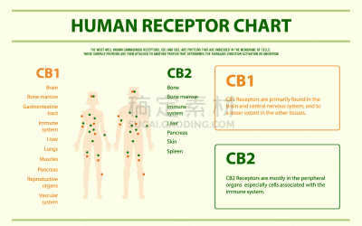 人,信息图表,水平画幅,新陈代谢,肾脏,生物学,有机食品,商务,健康保健,CBD