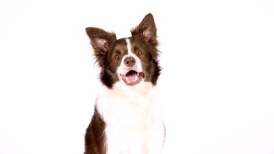 可爱的边境牧羊犬执行“掉头”命令