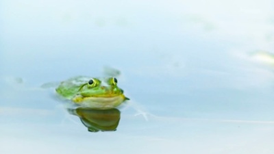 水里的青蛙。