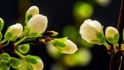 野梅花盛开