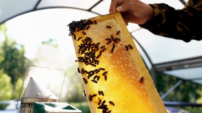年轻的养蜂人在蜂房工作时拿着带蜜蜂的木架进行检查