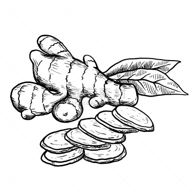 自然,草图,生姜,矢量,白色背景,清新,有机食品,蔬菜,健康保健