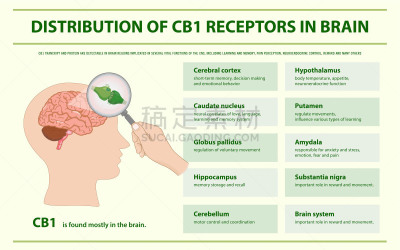 信息图表,水平画幅,受体,脑,恶心,植物,人类心脏,香熏油,心血管系统