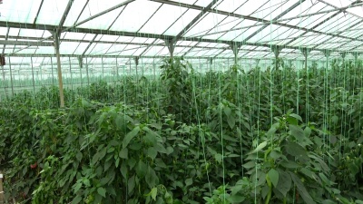 温室有机番茄
