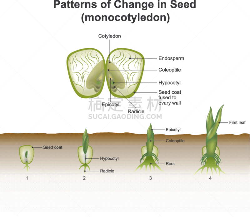 农业,信息图表,自然,胚乳,环境,图像,豆,图表,笋,教育