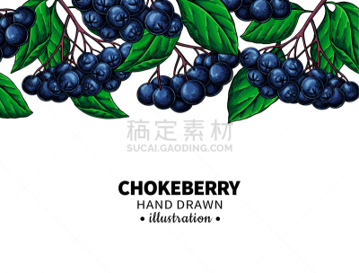 矢量,模板,浆果,野樱桃,绘画插图,叶子,动物手,植物学,农业,菜园