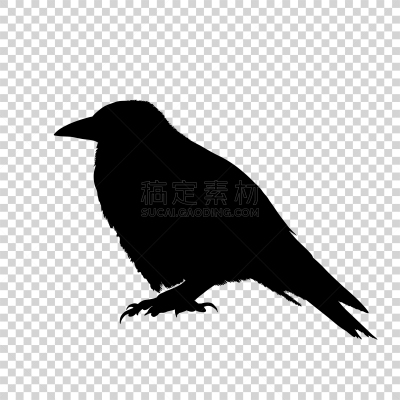 鸟类,黑色,分离着色,华丽的,背景分离,自由,风,野生动物,迅速,翅膀