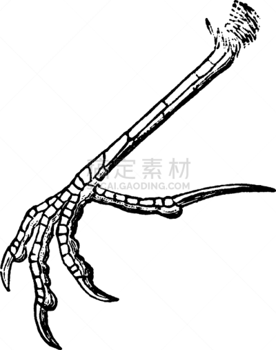 百灵鸟,动物足,白色,矢量,图像,跗骨,雕刻图像,黑色,复古