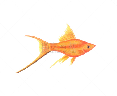 铅笔,橙色,剑尾鱼,绘画插图,鱼类,自然,水彩画颜料,波兰,背景分离,热带气候