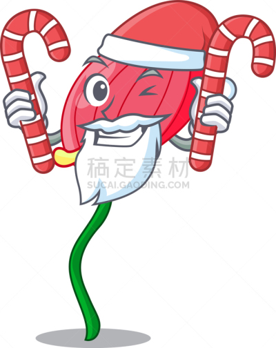 糖果,圣诞老公,花烛属,粉色,可爱的,清新,简单背景,品红色,雪,植物群