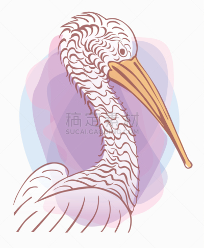 姆斯堂自治区,鸟类,鹈鹕,标志,分离着色,可爱的,白色,自然,动物园,摆拍