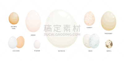 多样,蛋,家禽,有包装的,鸭蛋,鸵鸟蛋,比例,清新,环境,收集