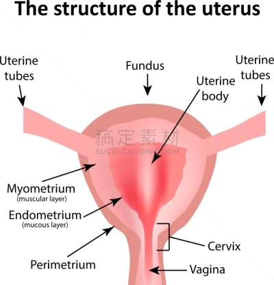 建造物,人类的生殖器官,卵巢,子宫肌层,子宫颈,人,Endometrial,顺序