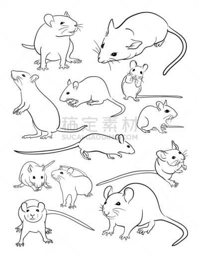 线条画,鼠,生物学,可爱的,野生动物,哺乳纲,小的,动物,头发,品牌名称