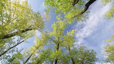 树的向上视图