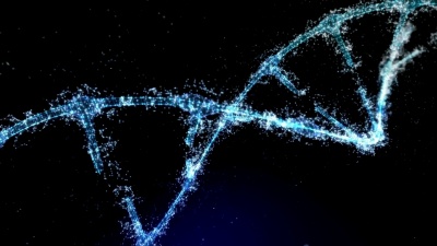 丛状DNA分子模型