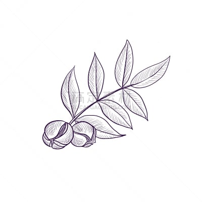drawing branch hickory tree