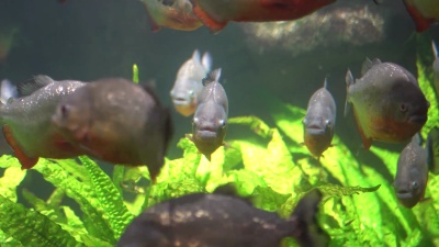 Piranha(Serrasalmus Nattereri)的特写镜头