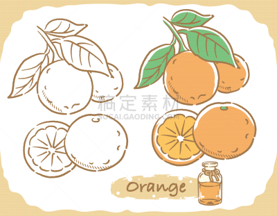 绘画插图,橙子,香熏油,矢量,芳香的,菜单,草本,图像,香水,芳香疗法