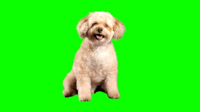 狗