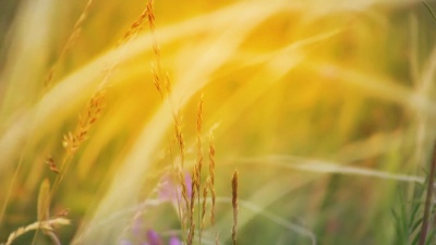 阳光草