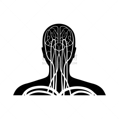 心血管系统,生物学,病历卡,有序,健康保健,脉搏图,背景分离,动脉,维管束