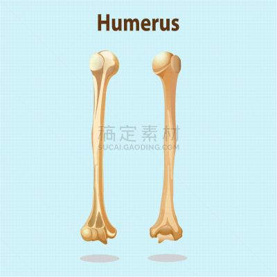 肱骨,骨骼,生物学,矢量,健康保健,马岛狸,运动模糊,人,图像