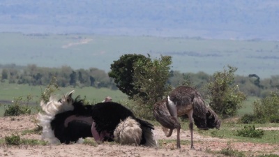 鸵鸟，Struthio camelus，雄性和雌性，交配前显示求爱，肯尼亚马赛马拉公园，实时 