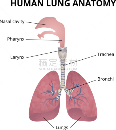 人,呼吸系统,喉,顺序,科学,生物学,呼吸运动,咽,生病,阴谋