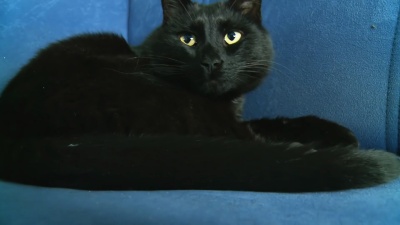   猫在沙发上休息时抬头看