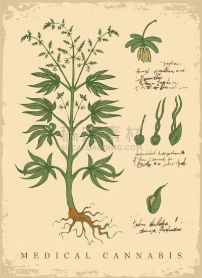 植物学,动物手,生物学,健康保健,药,植物,绘制,花