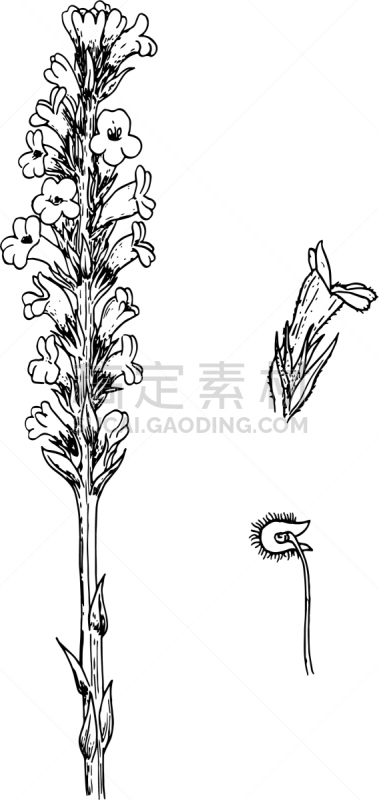 分离着色,有机食品,图像,植物群,叶子,矢量,唇形科,植物,复古,绘制